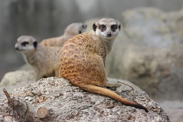 Genç meraklı meerkat kameraya benziyor. 