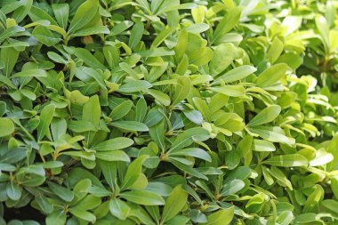 Güneşli bir günde parlak yeşil yaprakları. Arka plan.