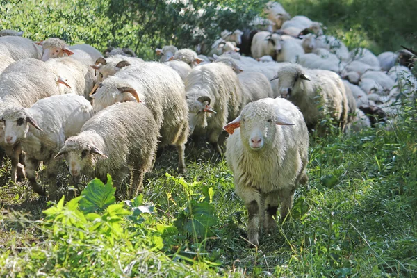 Kudde schapen uit de Wei retourneren — Stockfoto