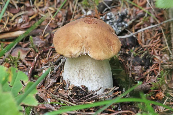 Seta Boletus creciendo en el bosque. Primer plano . — Foto de Stock