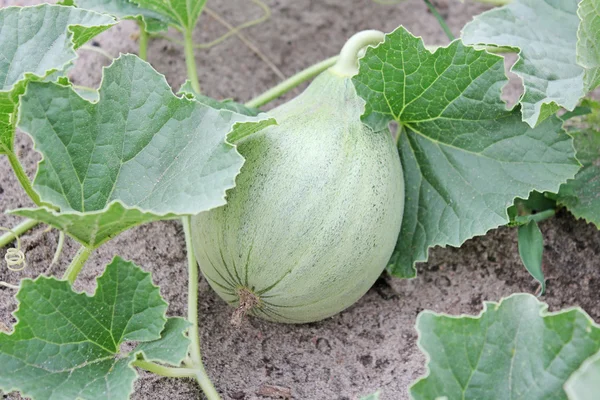 La citrouille mûrit dans le jardin — Photo