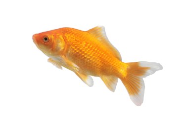 Beyaz bir arka plan üzerinde servet goldfish sembolü. 