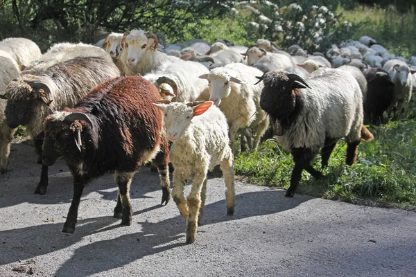 Flock of sheep returning from the pasture — Stock Photo, Image