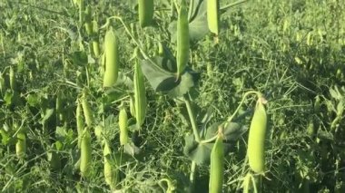 Tarlada taze bezelyeler olgunlaşıyor. Legume çiftçiliği. 