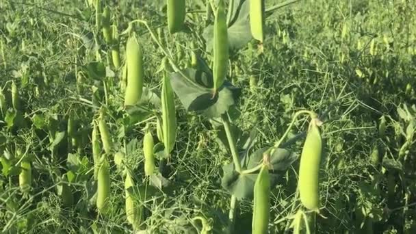 青豆在田里成熟了 豆类耕作 — 图库视频影像
