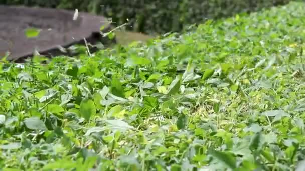 ブッシュを剪定する 縁をトリミングします 近くに庭を作る — ストック動画