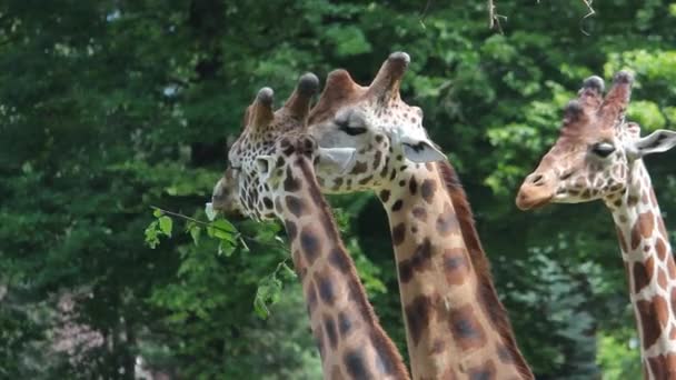 Giraffe Mangiano Foglie Dai Rami Degli Alberi Gli Animali Nutrono — Video Stock