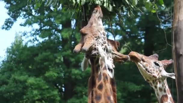Zürafalar Ağaç Dallarından Yaprak Yerler Hayvanlar Bitkilerle Beslenir — Stok video