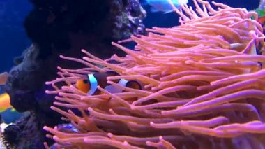 Amphiprion Palyaço Balığı renkli mercanlar arasında yüzer. Su altı yaşamı. Mercan resifi.