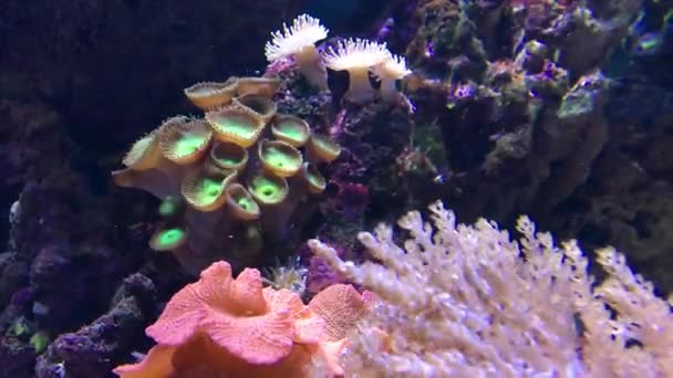 Brillantes Corales Multicolores Balancean Desde Las Olas Vida Submarina Arrecife — Vídeos de Stock