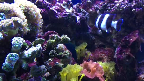 Brillantes Corales Multicolores Peces Tropicales Bajo Agua Acuario Vida Submarina — Vídeos de Stock