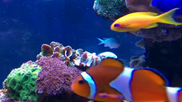 サンゴの間で明るい熱帯魚が泳いでいます 水中生活 サンゴ礁 — ストック動画