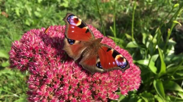 Motýl Květinách Slunečný Jarní Den Hmyz Opyluje Rostlinu — Stock video