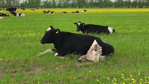 Krávy Pasou Řepkovém Poli Stádo Louce Jarní Den — Stock video