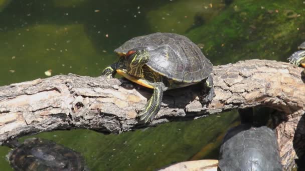 池の近くの枝に赤い耳のカメ 池のスライダーカメの水の中で泳ぐ 動物は夏の日に太陽の下で戻ってきます 亀の家族 — ストック動画