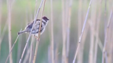 Sparrow bird swinging on a twig in tall dry grass 