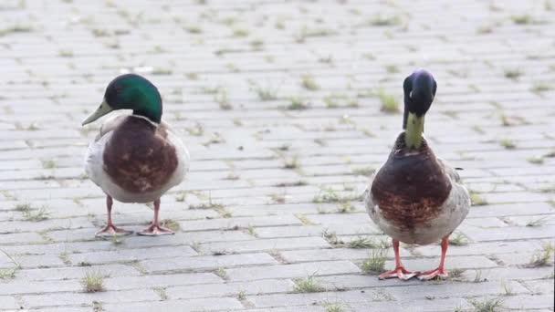 Two Male Mallards Walking Park Duck Birds City — Αρχείο Βίντεο