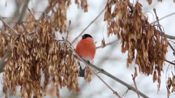 Uccello Bullfinch Eurasiatico Ramoscello Mangia Semi Albero Giornata Fredda Invernale — Video Stock
