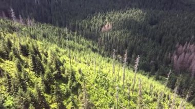 Dağlardaki ormanlar, dağ yamacında köknar ağaçları, güneşli bir yaz günü. Tatra Dağları, Polonya. Kuş bakışı.