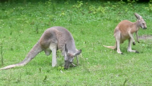 Kangoeroe Eet Gras Dieren Grazen Het Weiland — Stockvideo
