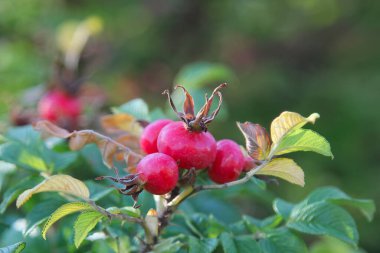 Olgun bir dalda gül kalçası. Sonbahar hasadı.