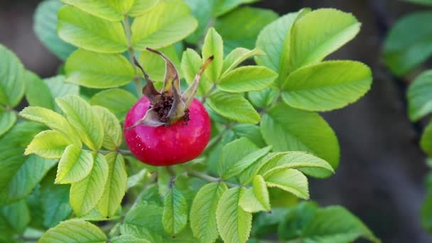 Ripe Rose Hips Branch Autumn Harvest — Stock Video