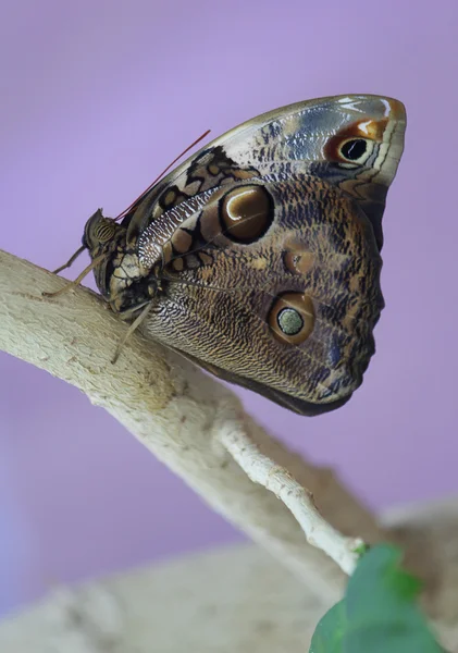 Метелик Морфо Пелея на гілці — стокове фото
