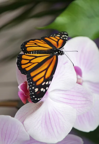 Mariposa sobre una orquídea de flores — Foto de Stock