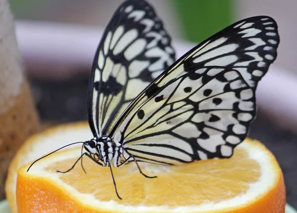 Mariposa Idea leuconoe en naranja — Foto de Stock