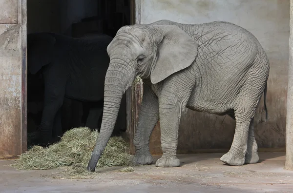 Afrikai elefánt enni széna és fű — Stock Fotó
