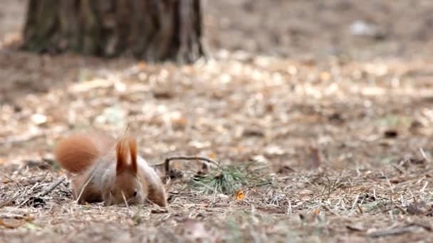 Zrzavá veverka jíst semena v borovém lese — Stock video