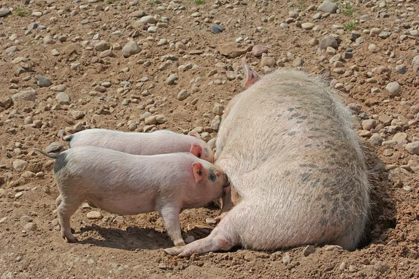 Sow milk feeds two little pigs — Stock Photo, Image