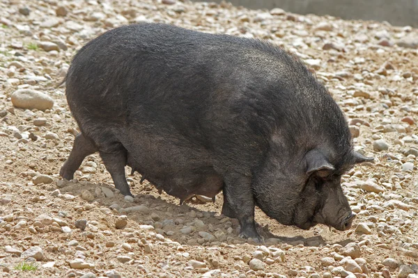 Zwarte Pot-bellied varkens herbivore — Stockfoto