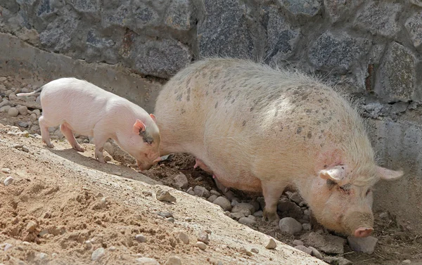 Pig and little piggy outdoors sunny summer day — Stock Photo, Image