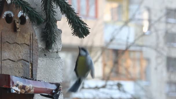 Meisen fressen im Winter in der Stadt Samen vom Futterhäuschen — Stockvideo