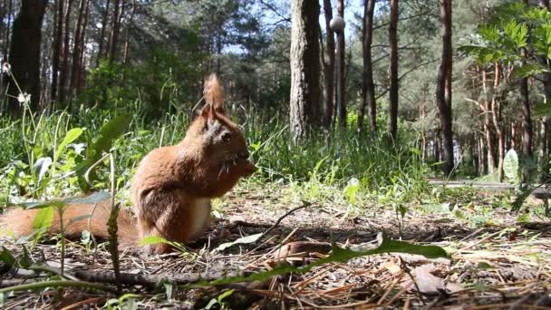 Red squirrel chews sunflower seeds in a pine forest — Stock Video