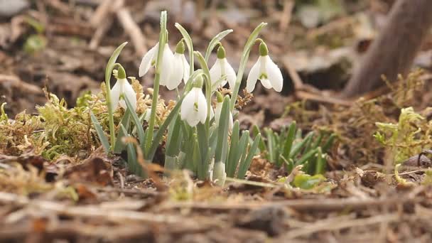 Bloeiende witte sneeuwklokjes in de regen. — Stockvideo