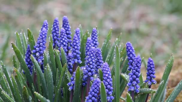 Blauwe Muscari voorjaar Primula in de regen — Stockvideo