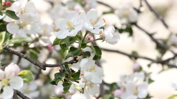 开花苹果树枝在风中摇曳。特写. — 图库视频影像