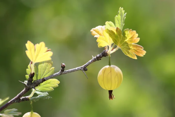 Mogna krusbär på en gren — Stockfoto