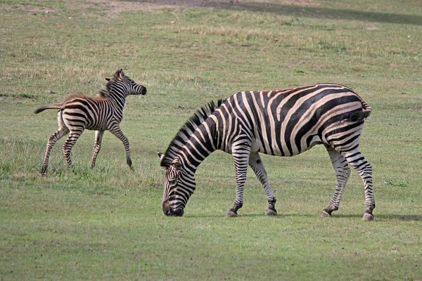 Zebra med föl betar på ängen — Stockfoto