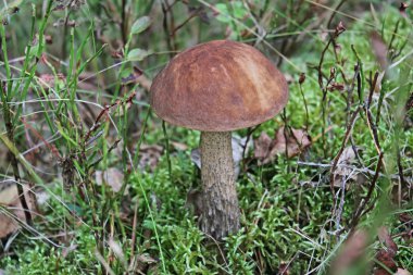 kahverengi kap boletus mantar orman