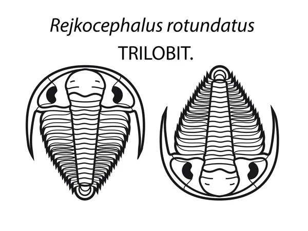 Representación Trilobite Sketch Blanco — Foto de Stock