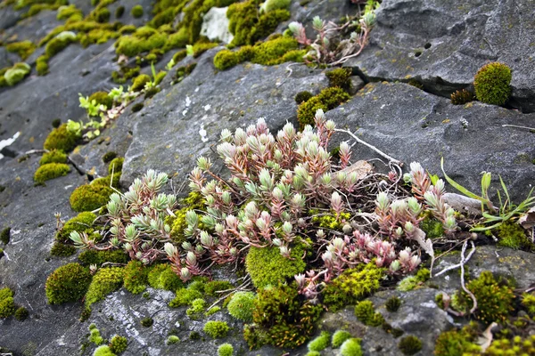 Mohos növény a rock — Stock Fotó