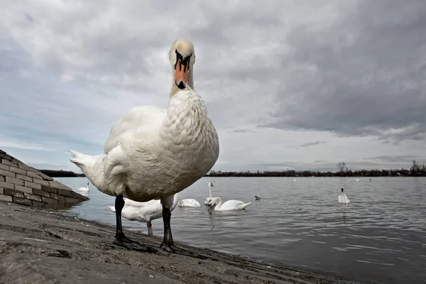 Grande Cisne Branco Margem Rio Com Nuvens Dramáticas Fundo — Fotografia de Stock