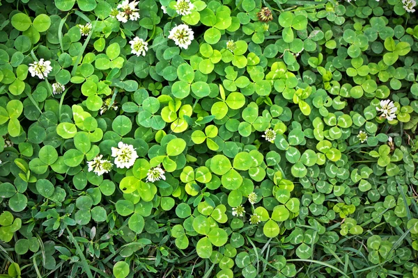 Gras und Klee Hintergrund — Stockfoto