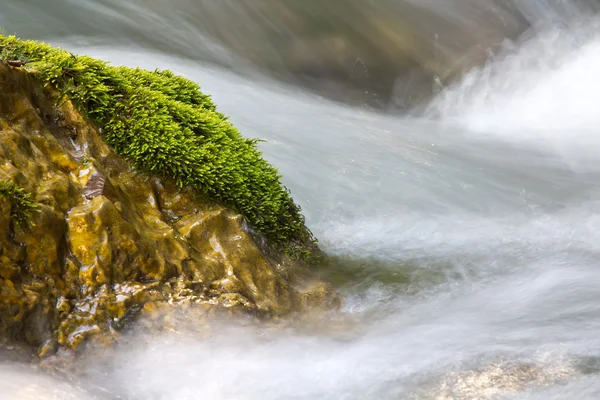 Moss on a rock — Stock Photo, Image