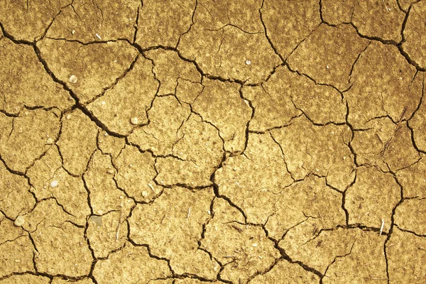 Dry cracked of earth for background , soil texture. — Stock Photo, Image