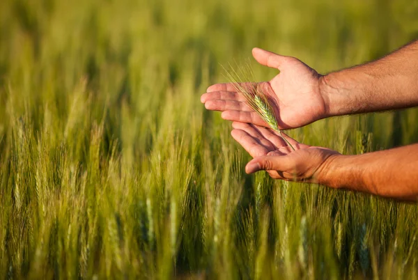 Farmers Hands Checking His Crop Royalty Free Stock Images