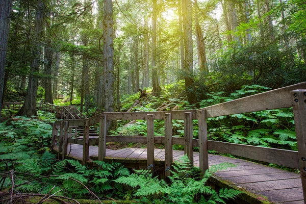 Forêt tropicale tempérée en Colombie-Britannique Photos De Stock Libres De Droits